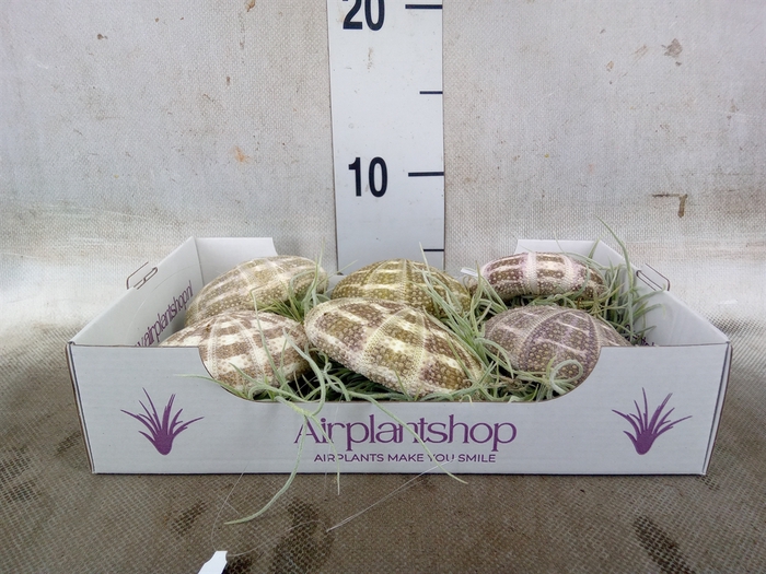 <h4>Tillandsia usneoides</h4>