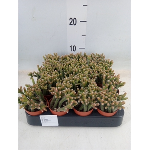 Rhipsalis   ...
