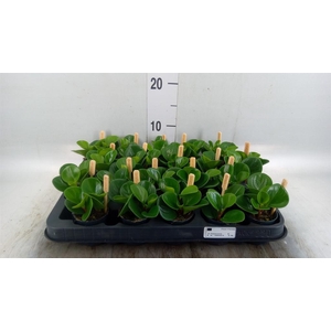 Peperomia obt. 'Green Gold'
