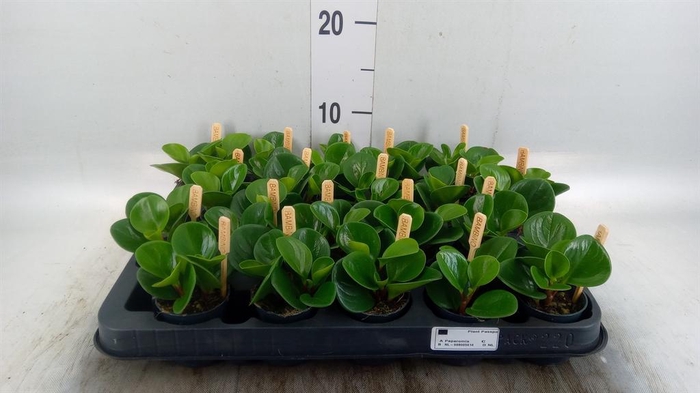 <h4>Peperomia obt. 'Green Gold'</h4>