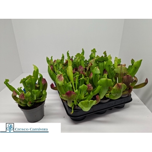SARRACENIA OV