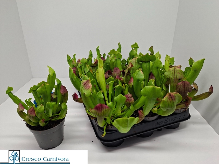 <h4>SARRACENIA OV</h4>