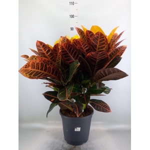 Codiaeum var. GR 'Petra'