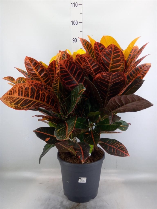 <h4>Codiaeum var. GR 'Petra'</h4>