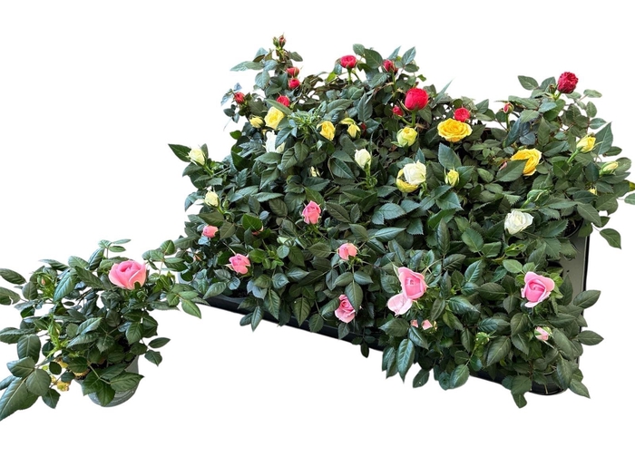 arr8 Ro Kordana Gem 4 Srt