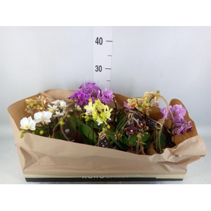 Phalaenopsis   ...mini