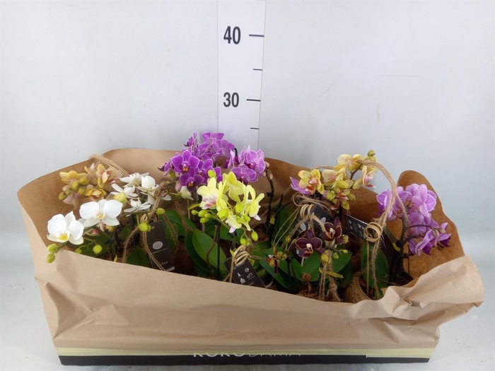 <h4>Phalaenopsis   ...mini</h4>