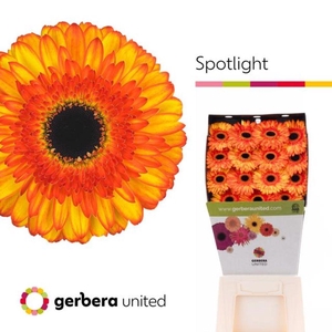 Gerbera diamond spotlight