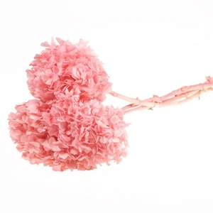 Hydrangea pres 3pc 50cm stem SB bleached pink