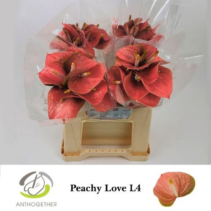 <h4>Anthurium andr. 'Peachy Love'</h4>