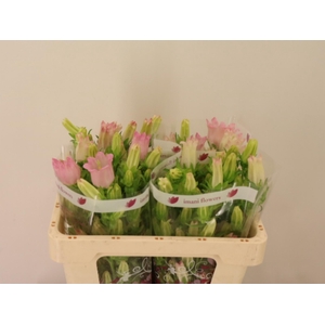 CAMP M CHAMPION PINK