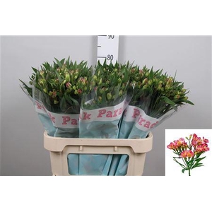Alst Fl Pink Paradis