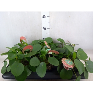 Pilea peperomoides