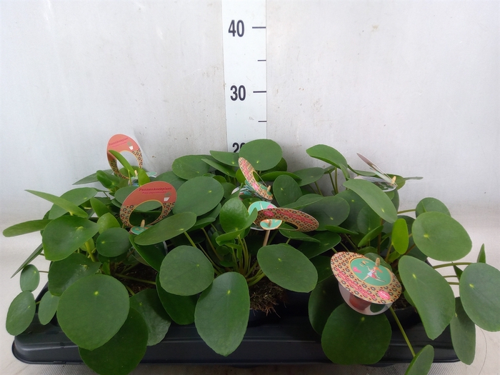 <h4>Pilea peperomoides</h4>