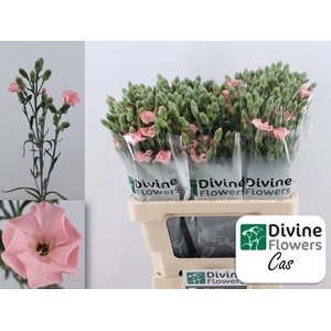 Dianthus TR 'Solomio Cas'