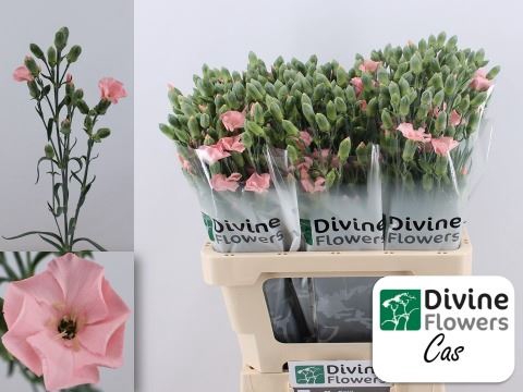 <h4>Dianthus TR 'Solomio Cas'</h4>