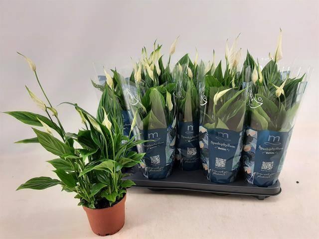 <h4>Spath Bellini</h4>