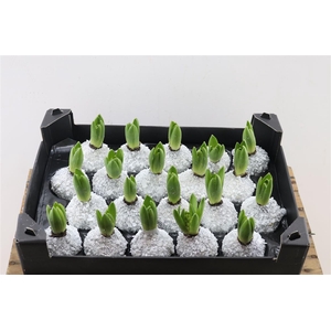 Wax Hyacinth Snow Topline Zilver