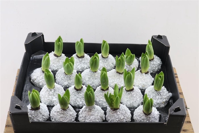 <h4>Wax Hyacinth Snow Topline Zilver</h4>