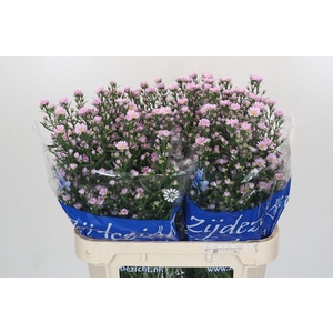 Aster Claudia