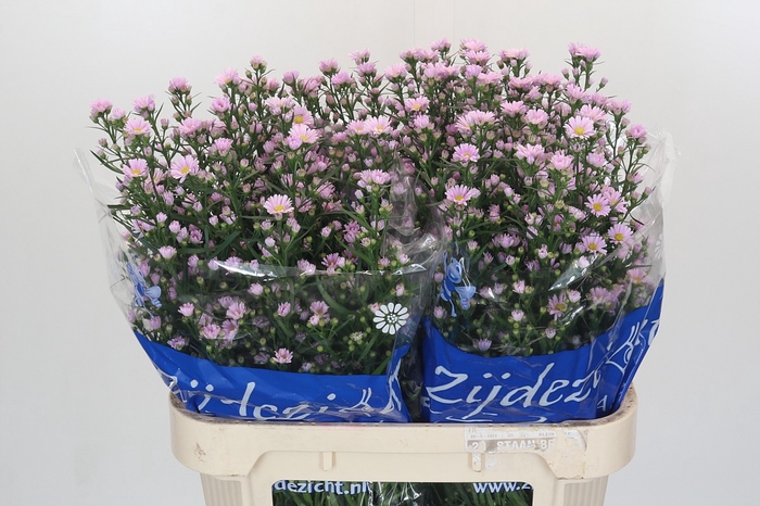 Aster Claudia