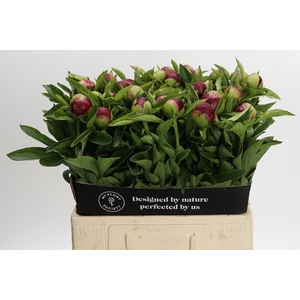 Paeonia Red Charm