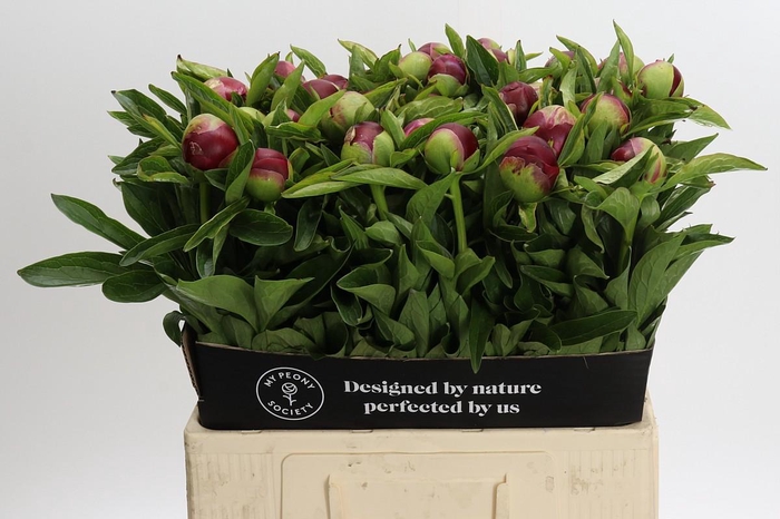 <h4>Paeonia Red Charm</h4>