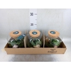 Arr.    Planten  H%
