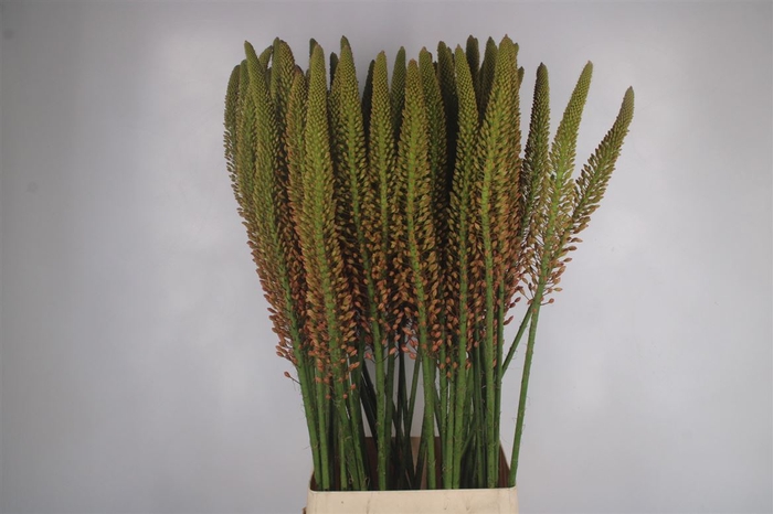 <h4>Eremurus Orange Cleopatra</h4>