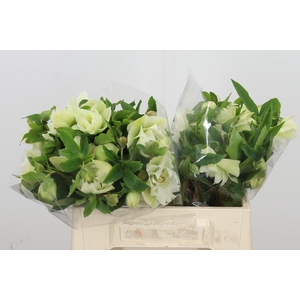 Helleb Db Ellen Whit