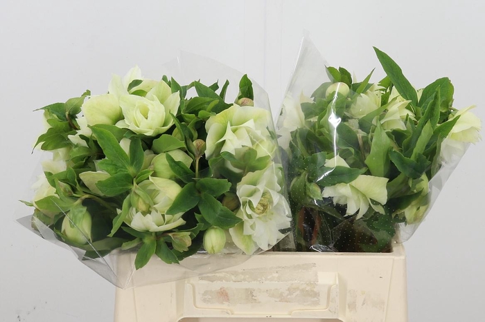 <h4>Helleb Db Ellen Whit</h4>