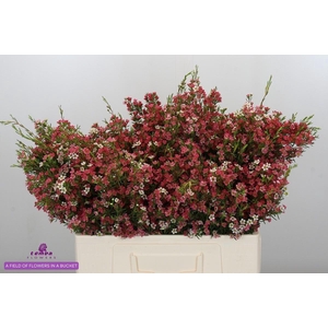 CHAME UN MY SWEET 16