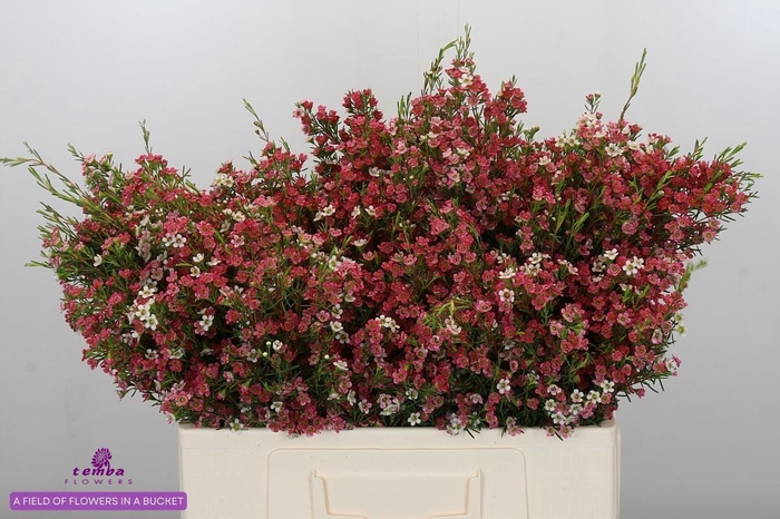 <h4>CHAME UN MY SWEET 16</h4>