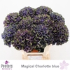 Hydrangea mag charlotte blue