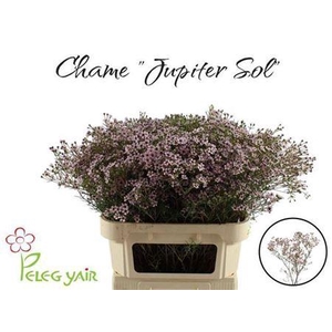 Chame Un Jupiter Sol