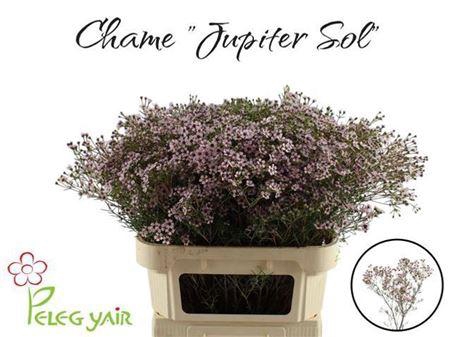 <h4>Chame Un Jupiter Sol</h4>