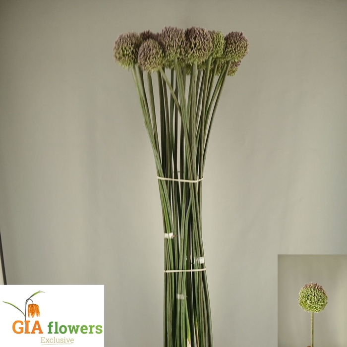 <h4>Allium overig Wit</h4>