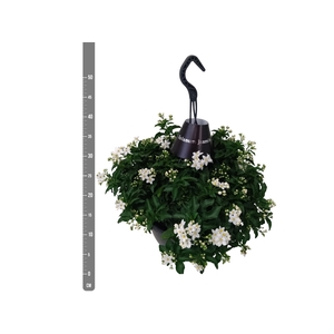 SOLANUM JASMINOIDES