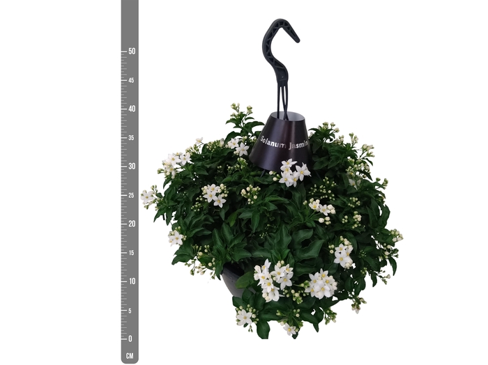 <h4>SOLANUM JASMINOIDES</h4>