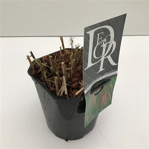 Miscanthus 'Flamingo' P17 (2ltr)
