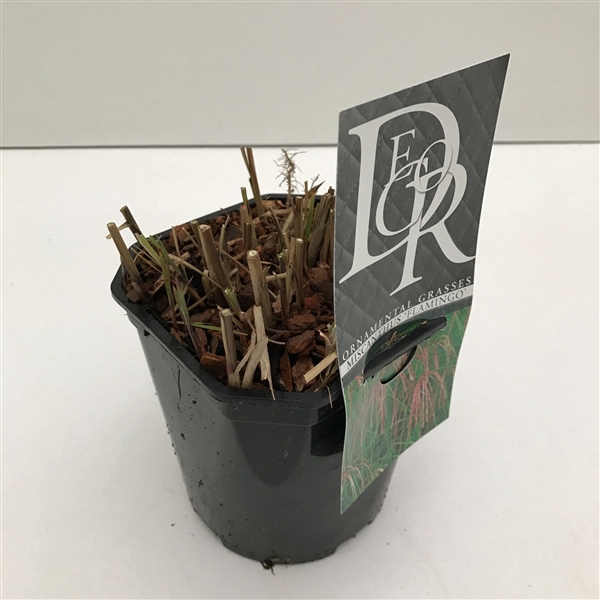 <h4>Miscanthus 'Flamingo' P17 (2ltr)</h4>