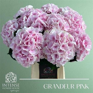 Hydr M Royal Grandeu