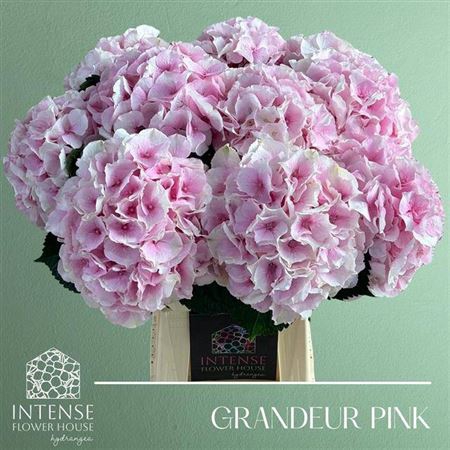 <h4>Hydr M Royal Grandeu</h4>