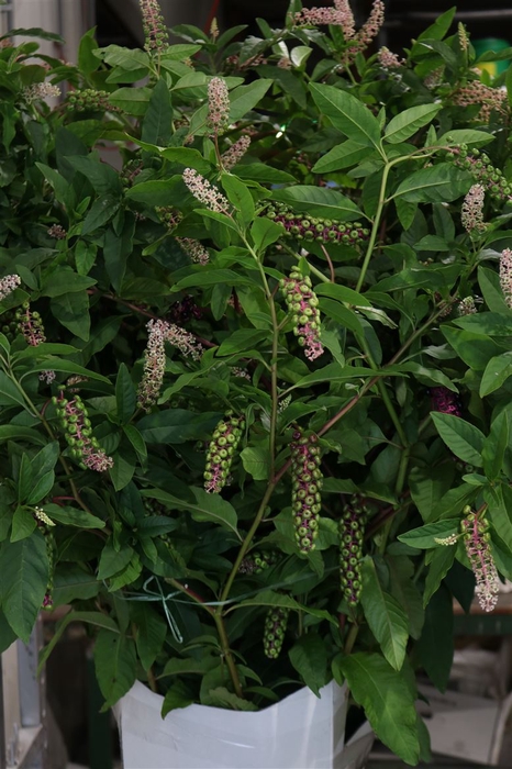 <h4>Phytolacca Super 130 Cm</h4>