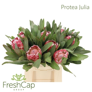 Protea Julia