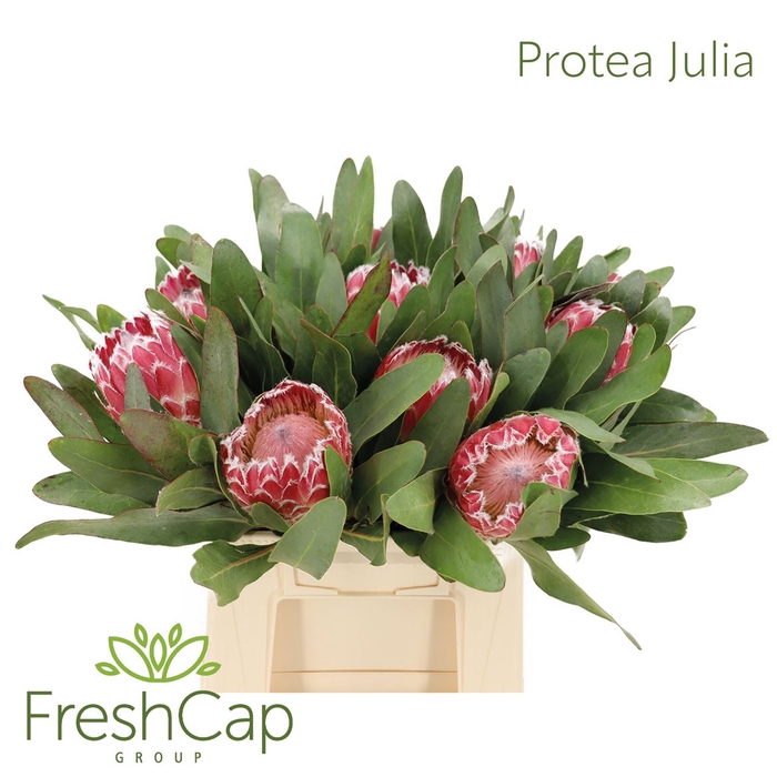 <h4>Protea Julia</h4>