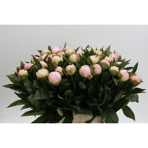 Paeonia Florence Nicholls