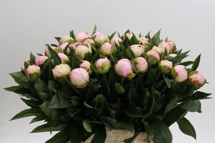 <h4>Paeonia Florence Nicholls</h4>