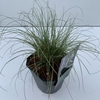 Carex 'Frosted Curls' P17 (2ltr)