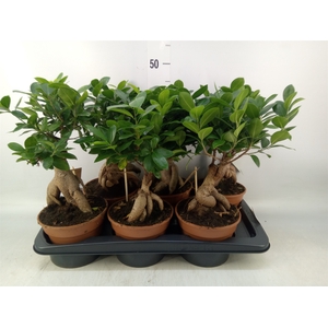Ficus microcarpa 'Ginseng'